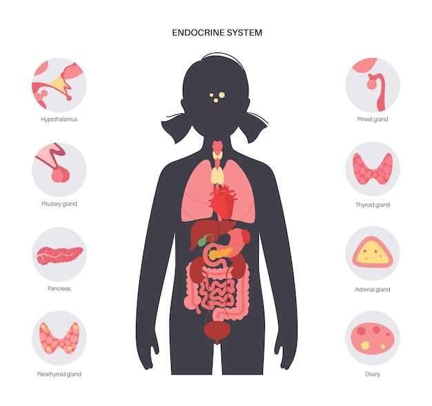 Органы эндокринной системы